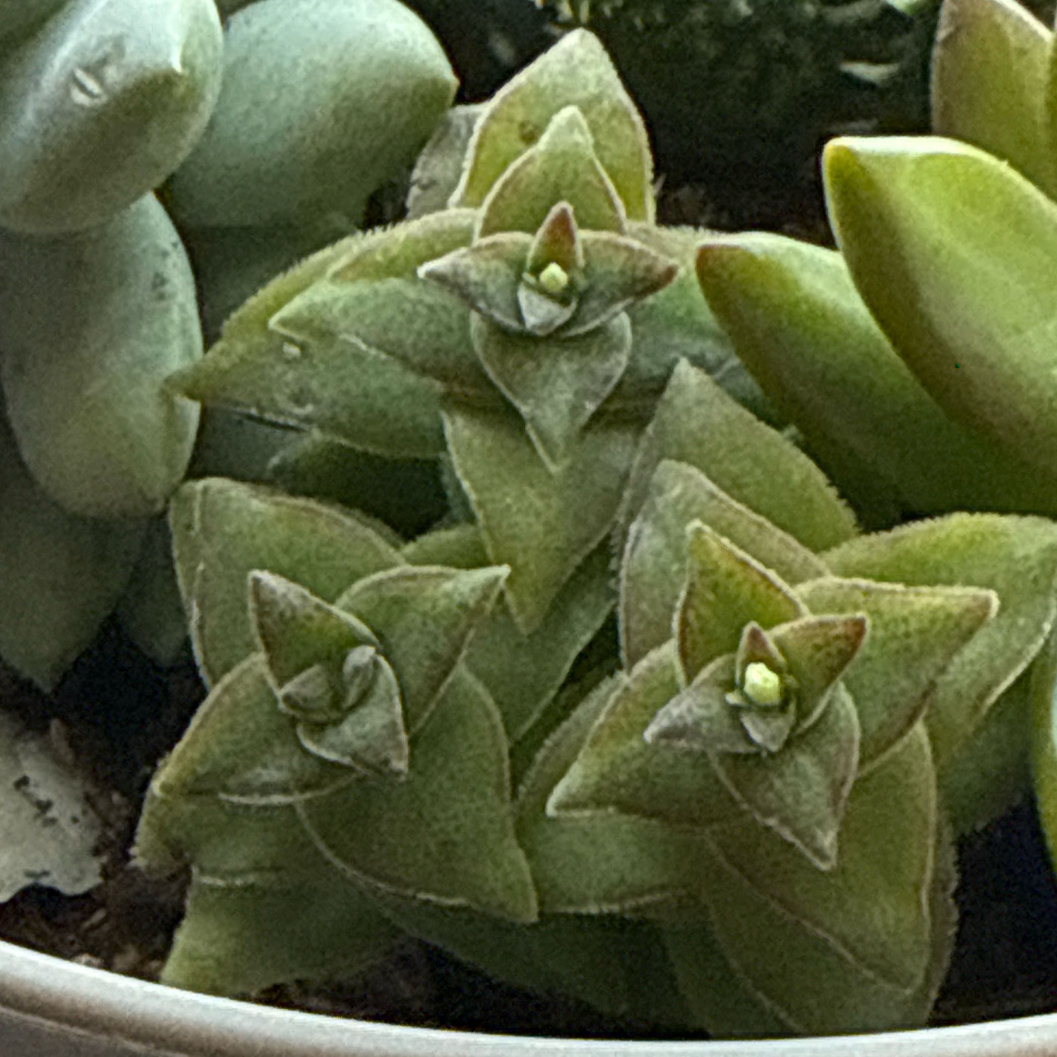 Photo of the plant species String of Buttons by @RulerTozzia64 named Clooney on Greg, the plant care app
