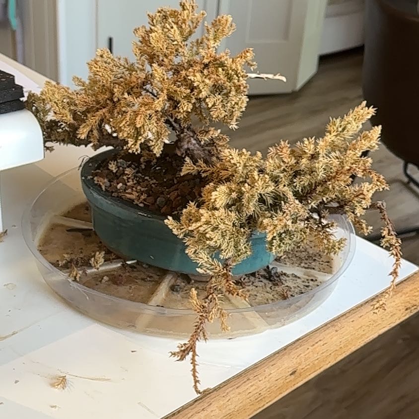 Lil bonsai