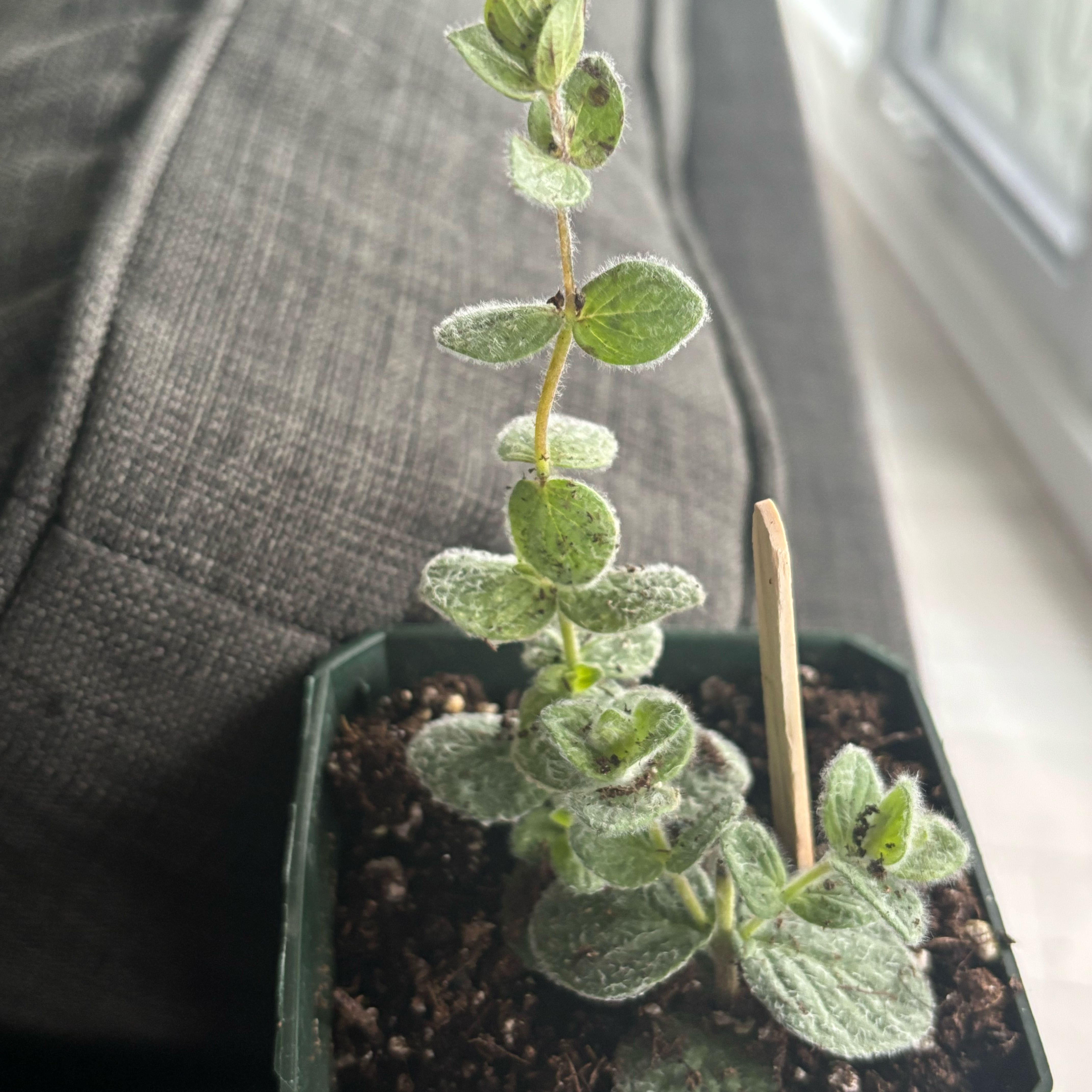 Photo of the plant species Dittany Of Crete by @TryApplemoss95 named Hermia on Greg, the plant care app