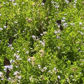 Photo of the plant species European Searocket by @ZanyFenugreek named Beyonce on Greg, the plant care app