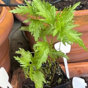 Photo of the plant species Common Motherwort by @ZanyFenugreek named Navajo on Greg, the plant care app