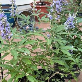 Photo of the plant species Chaste Tree by @ZanyFenugreek named Huckleberry Fern on Greg, the plant care app