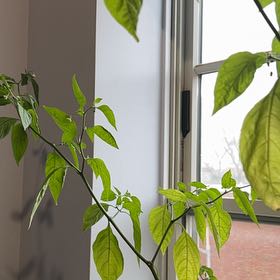 Photo of the plant species Pimento Pepper by @StarDidelta31 named Apollo on Greg, the plant care app