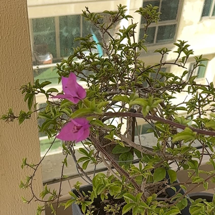 Photo of the plant species Bougainvillea Kini by @SparklingFern37 named Beyonce on Greg, the plant care app