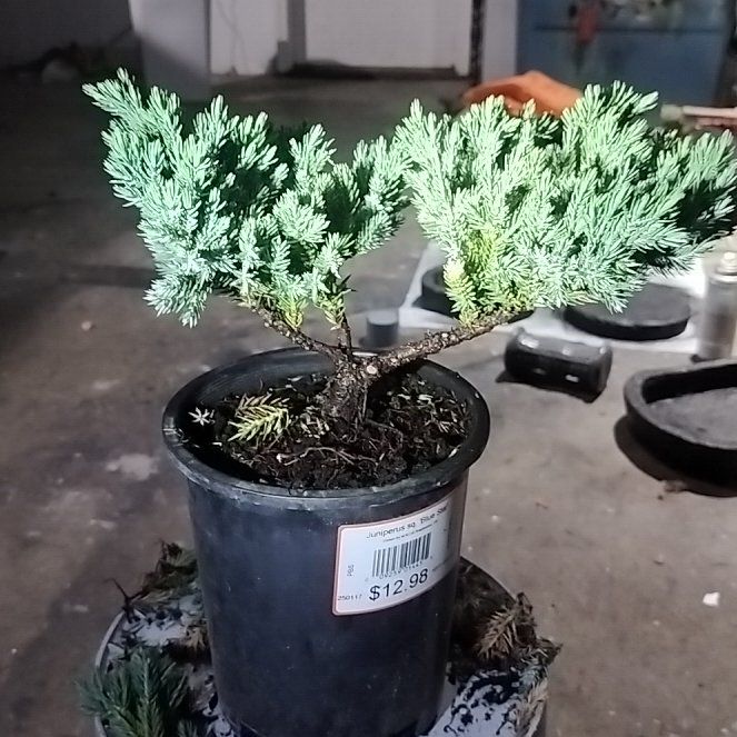 Photo of the plant species Blue Star Juniper by @PoetHardpine31 named Tupot amaroot on Greg, the plant care app