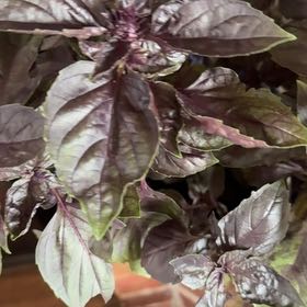 Photo of the plant species Red Rubin Basil by @SavantTigeraloe named Pax on Greg, the plant care app