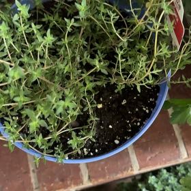 Photo of the plant species French Thyme by @SavantTigeraloe named Figyonce on Greg, the plant care app