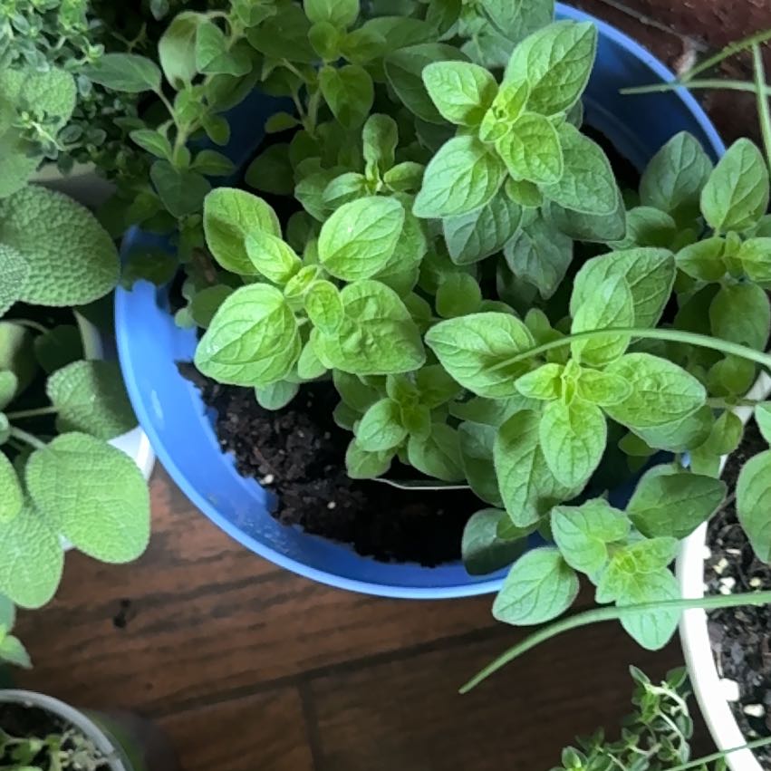 Photo of the plant species Greek Oregano by @SavantTigeraloe named Kendall on Greg, the plant care app
