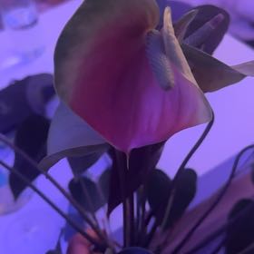 Photo of the plant species Pink Peace Lily by @SavvyDragonfire named Willow on Greg, the plant care app