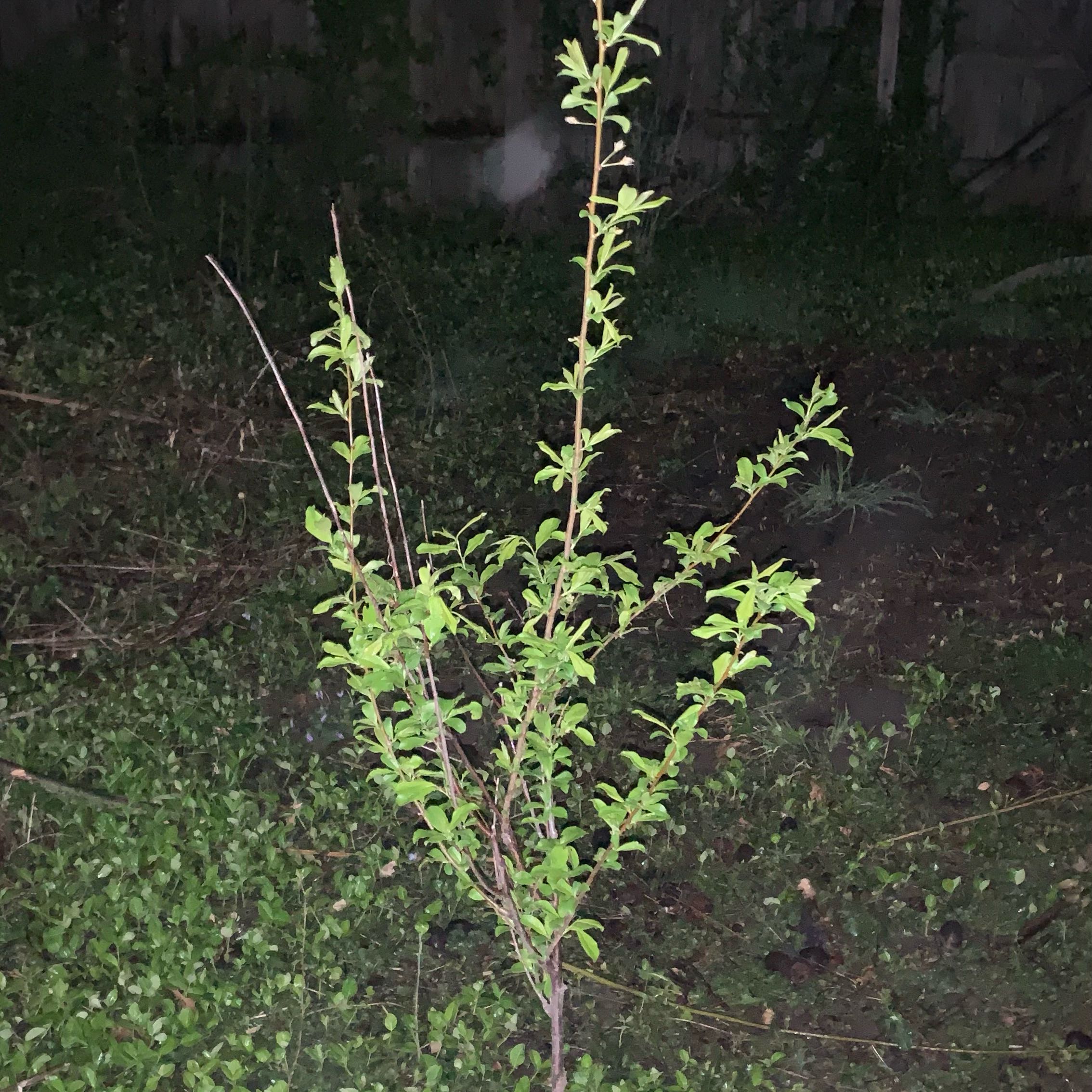 Photo of the plant species Santa Rosa Plum by @Justloveplants named Dax on Greg, the plant care app