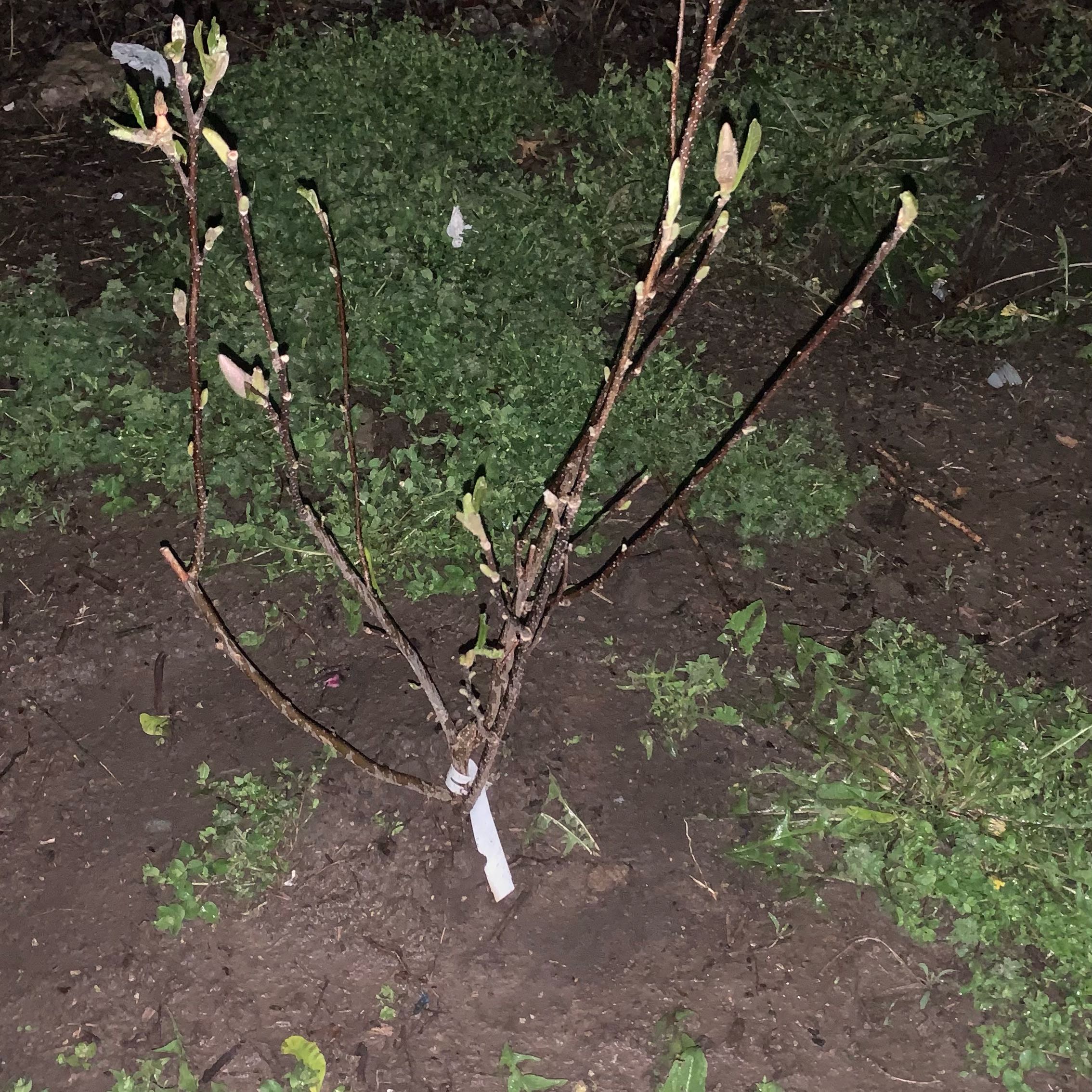 Photo of the plant species Chinese magnolia by @Justloveplants named Duke on Greg, the plant care app
