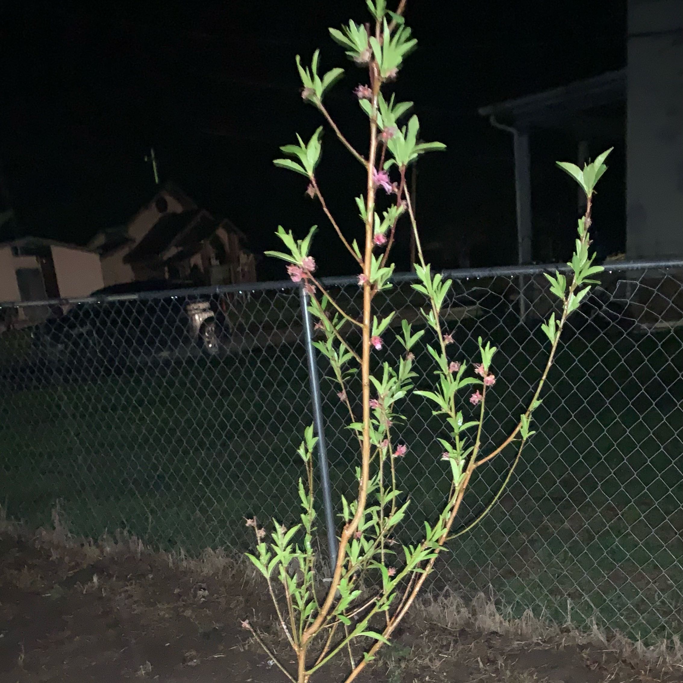 Photo of the plant species Red Peach by @Justloveplants named Rihanna on Greg, the plant care app