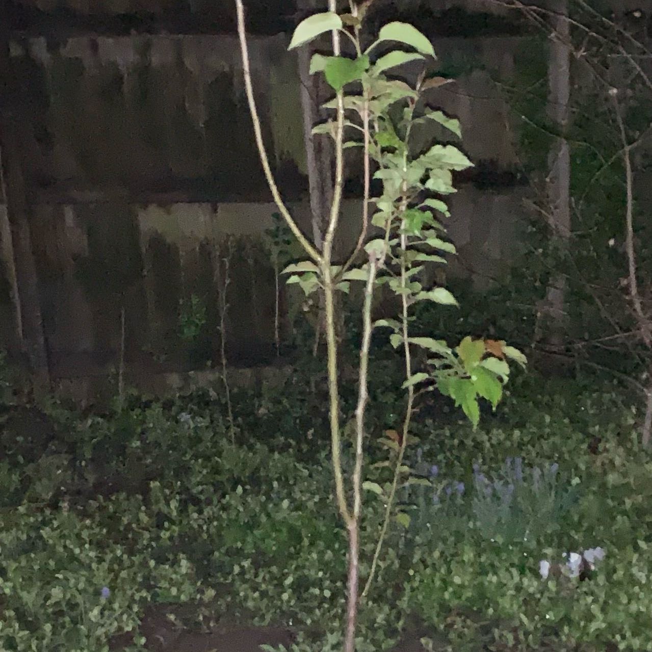Photo of the plant species Kieffer Pear by @Justloveplants named Zeus on Greg, the plant care app