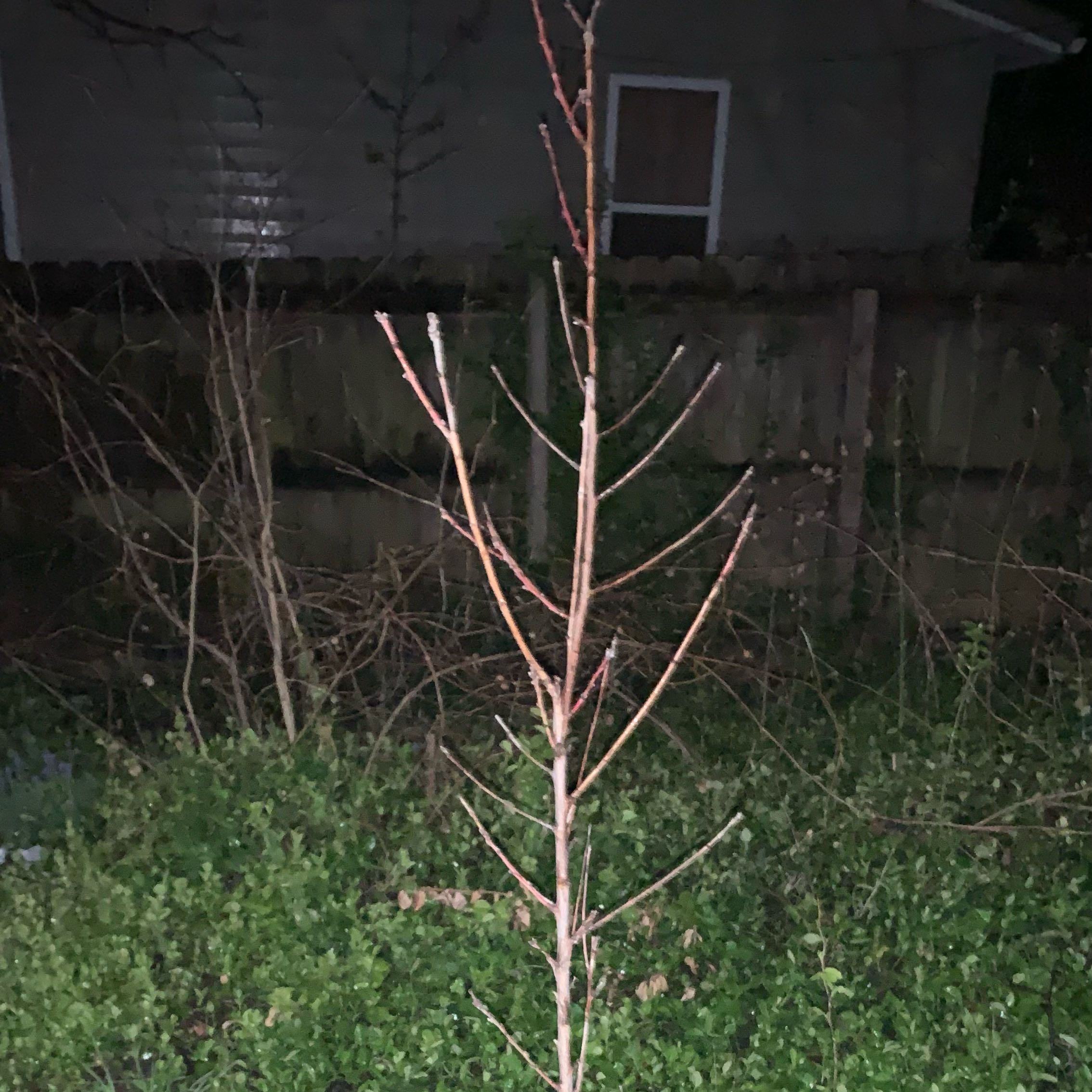 Photo of the plant species Goldmine Nectarine Tree by @Justloveplants named Xena on Greg, the plant care app