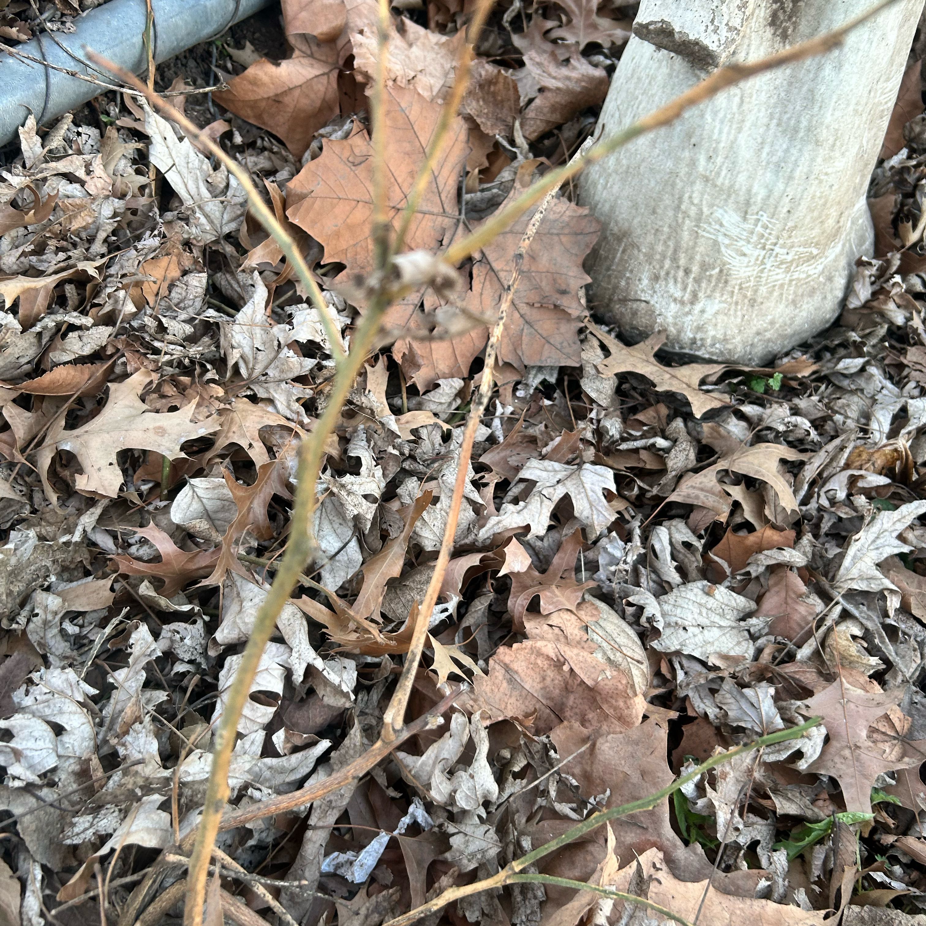 Photo of the plant species Lemon Bush by @Justloveplants named Doja Cat on Greg, the plant care app