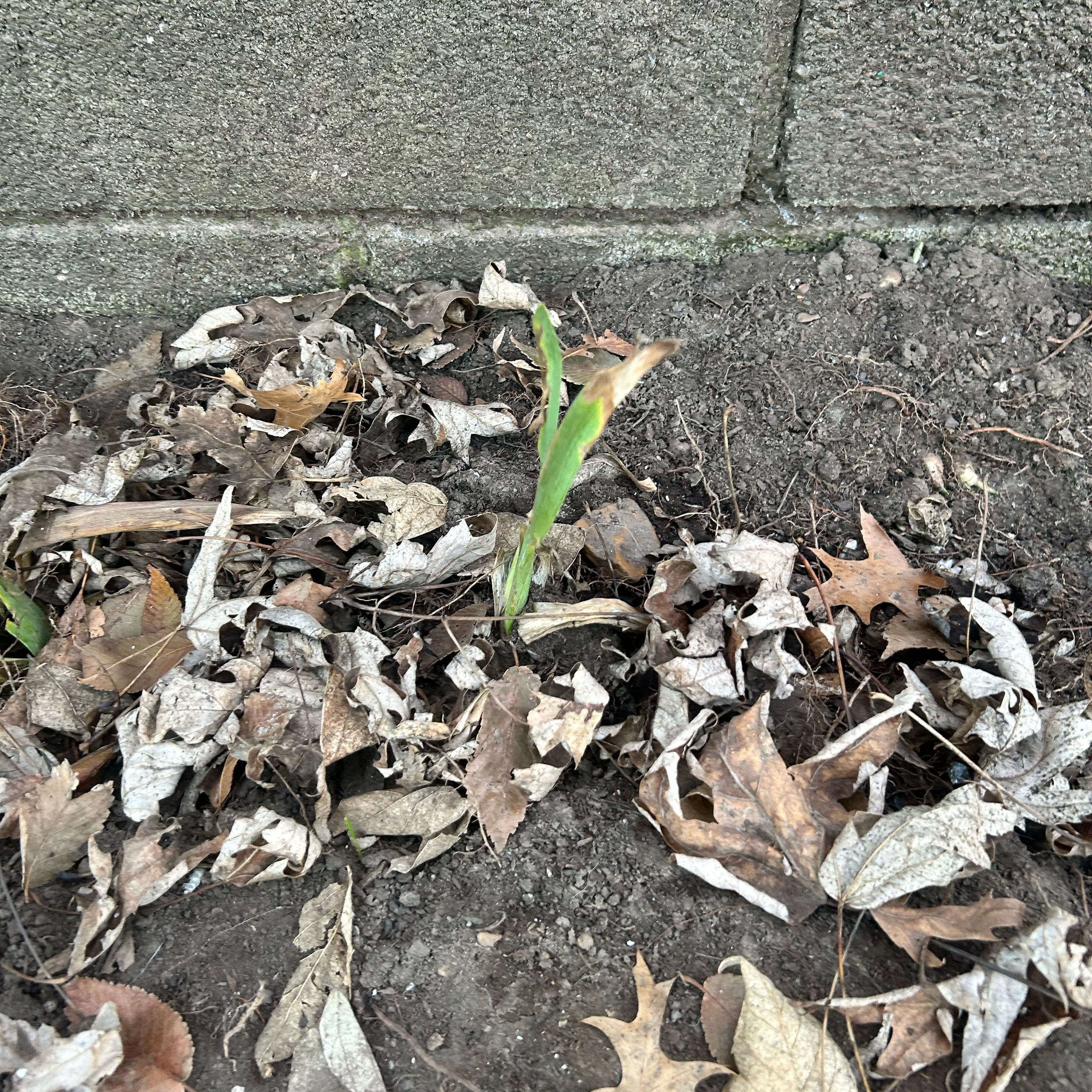 Photo of the plant species Naked Lady by @Justloveplants named Sigmund on Greg, the plant care app