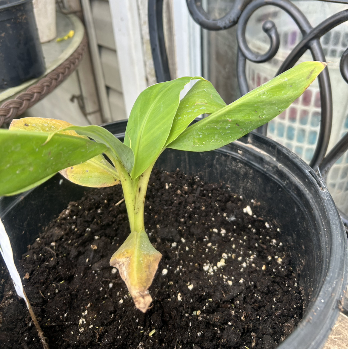 Photo of the plant species Gran Nain Banana by @Justloveplants named Beenana on Greg, the plant care app