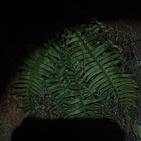 Photo of the plant species Western Swordfern by @YesShyleaf40 named Athena on Greg, the plant care app