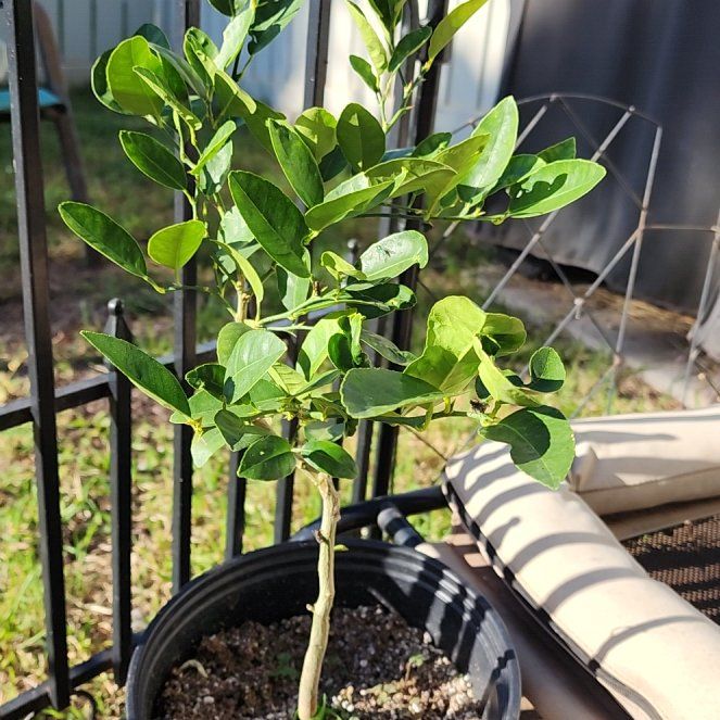 Photo of the plant species Mexican Lime by @ProperWildpansy named Nemo on Greg, the plant care app