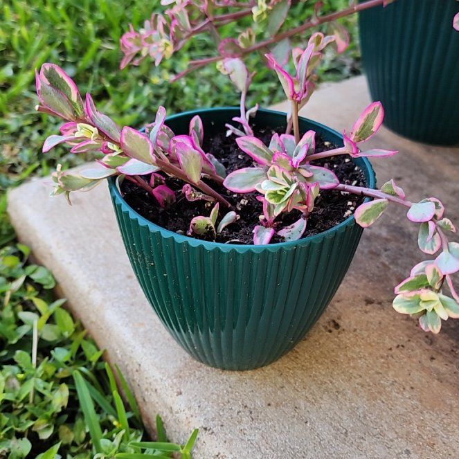 Photo of the plant species Portulaca Violet by @ProperWildpansy named Kobe on Greg, the plant care app