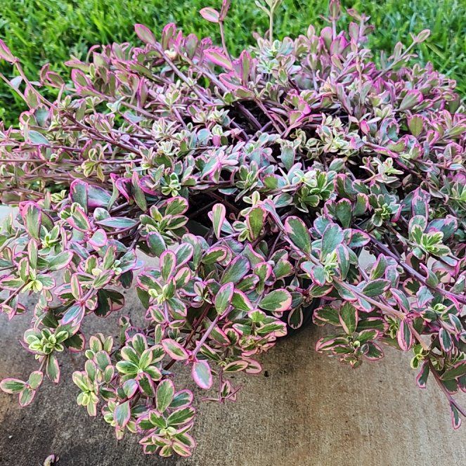 Photo of the plant species Portulaca 'Yubi Red' by @ProperWildpansy named Michelle Branch on Greg, the plant care app
