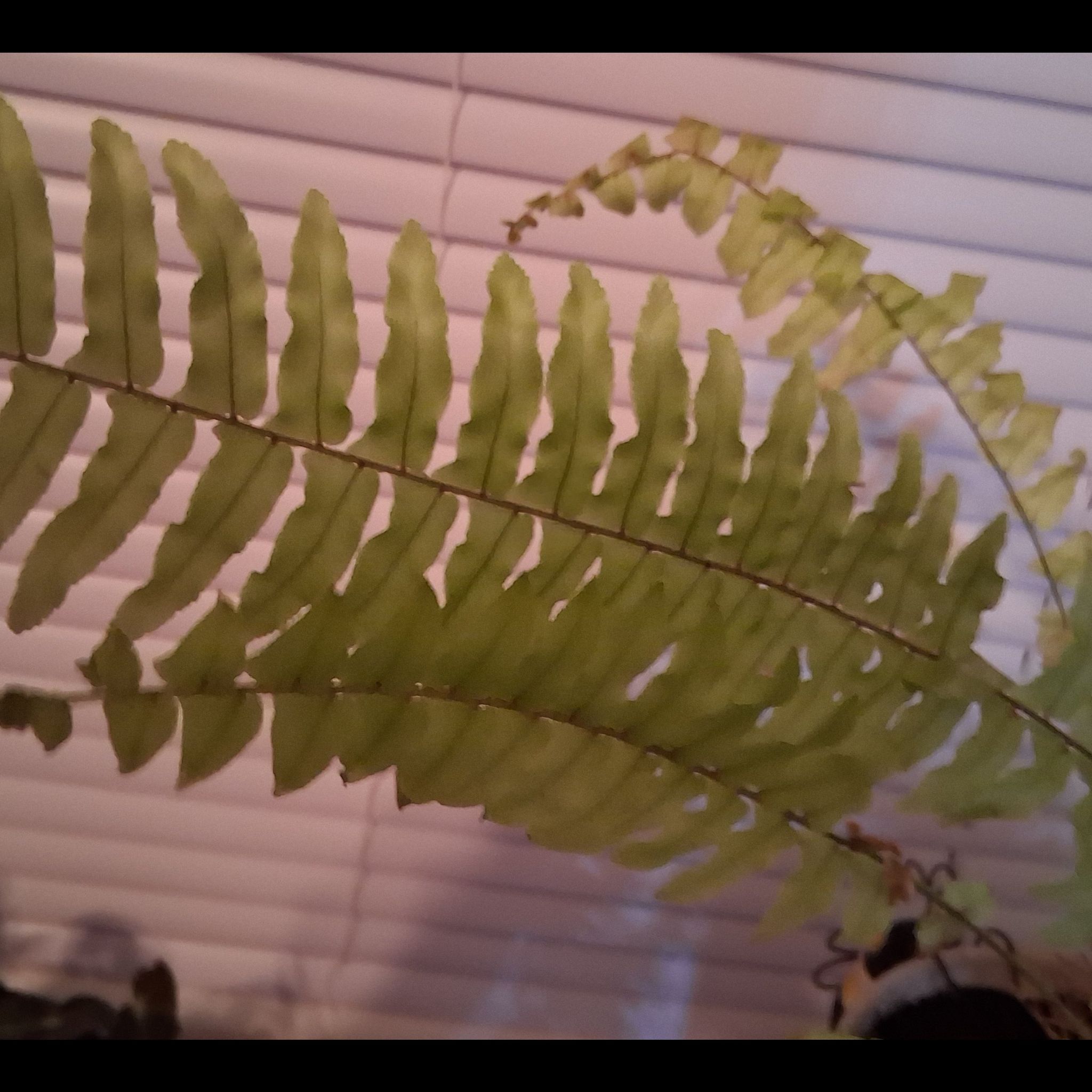 Photo of the plant species Golden Boston Fern by @StaunchHemlock named Rita's GOLD- The Struggler on Greg, the plant care app