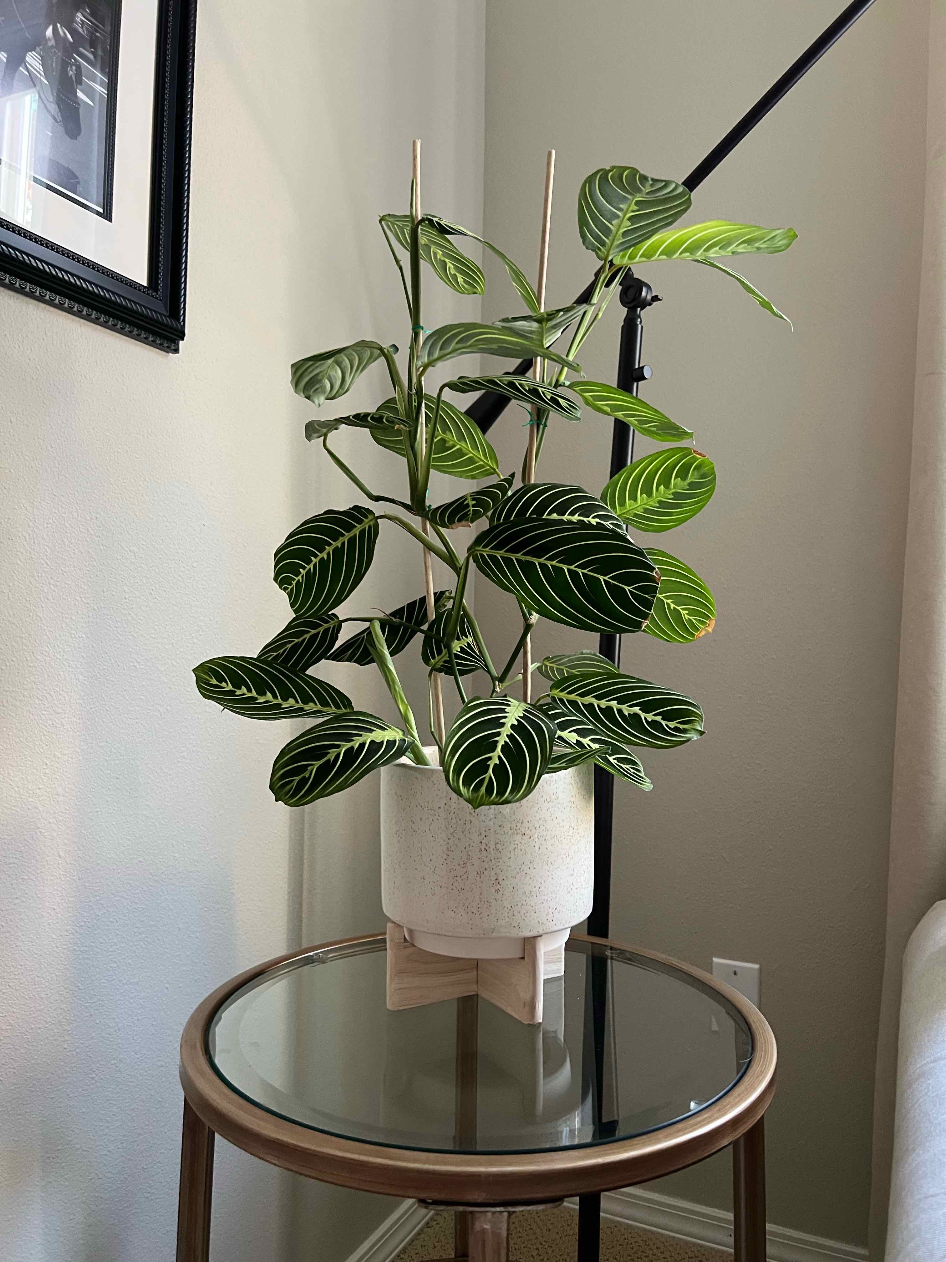 Photo of the plant species Green Prayer Plant by @emilyguthrie named Penelope on Greg, the plant care app