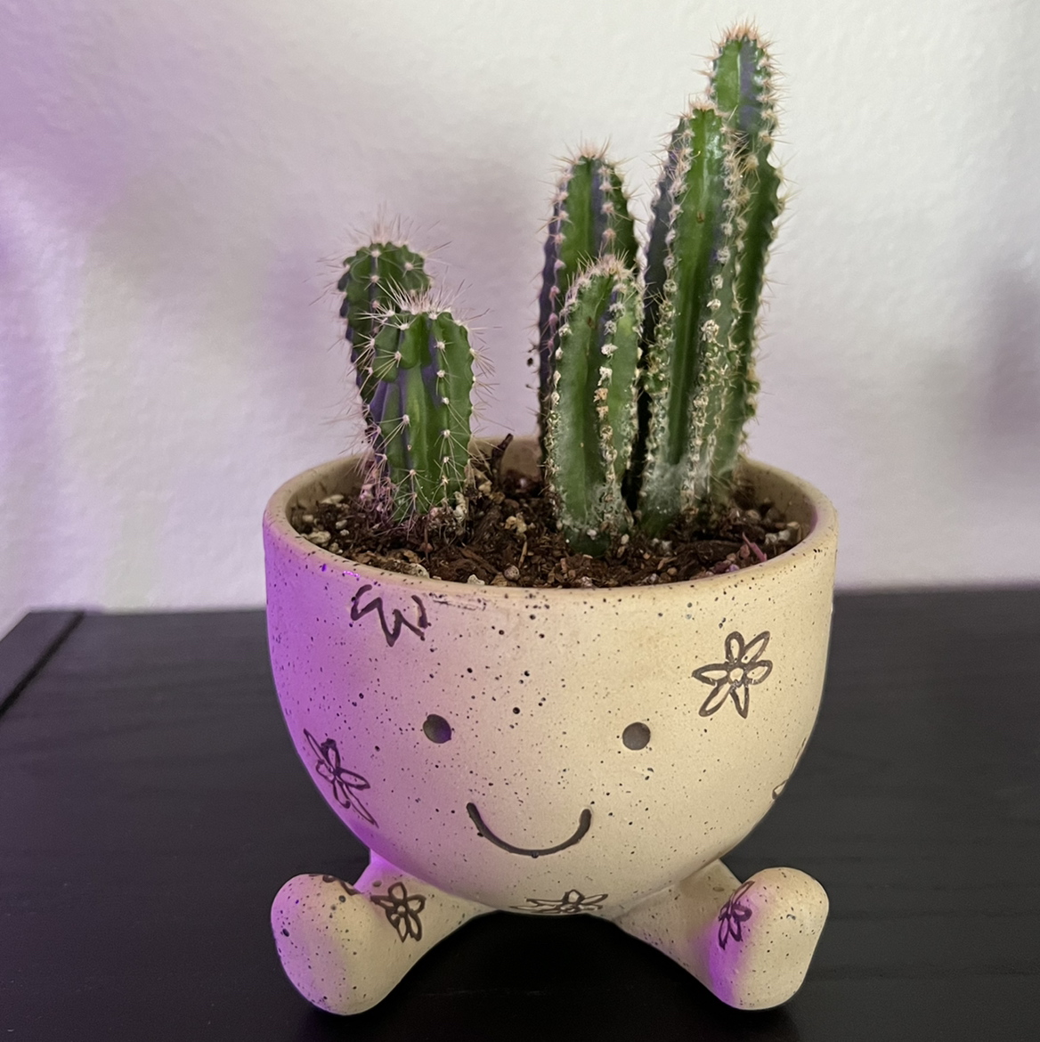 Potted Hedge Cactus with multiple stems in a decorative pot with a smiley face.