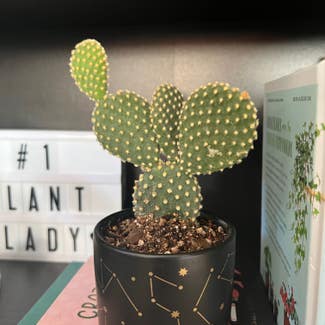 Bunny Ears Cactus plant in Portland, Oregon