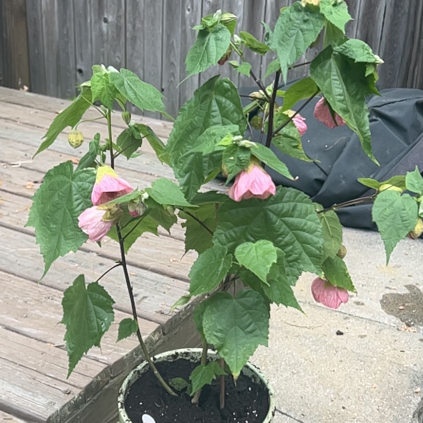 Photo of the plant species Abutilon Pictum by @UniversalCat61 named Peter Parker on Greg, the plant care app