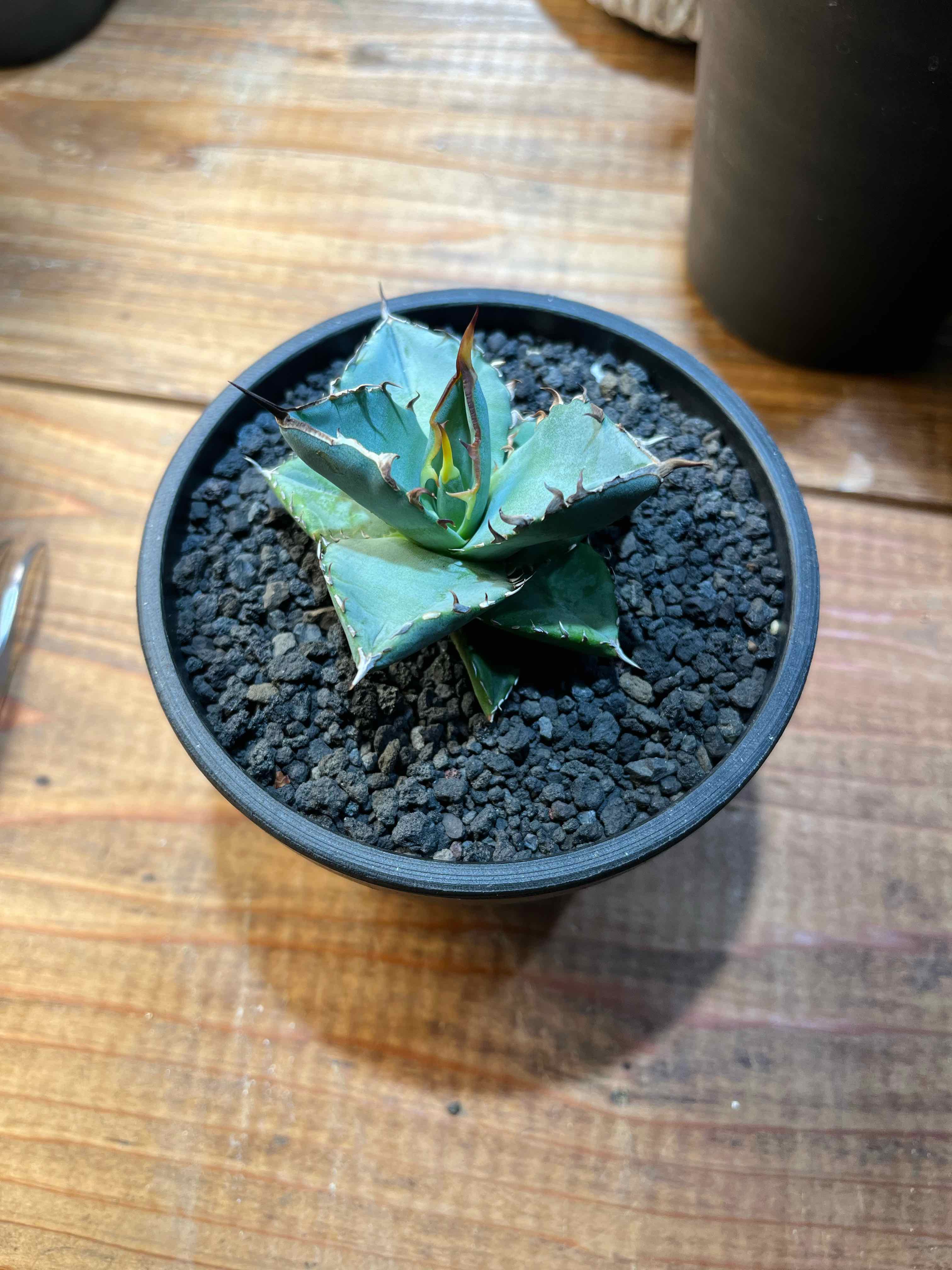A healthy Butterfly Agave plant in a pot with visible soil.