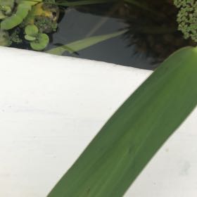 Photo of the plant species Pickerelweed by @GeniusOcotillo named Hamilton on Greg, the plant care app