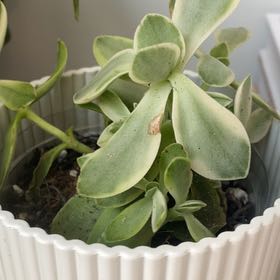Photo of the plant species Crassula ovata 'compacta Variegata' by @Greenbayplanter named Keanu Leaves on Greg, the plant care app