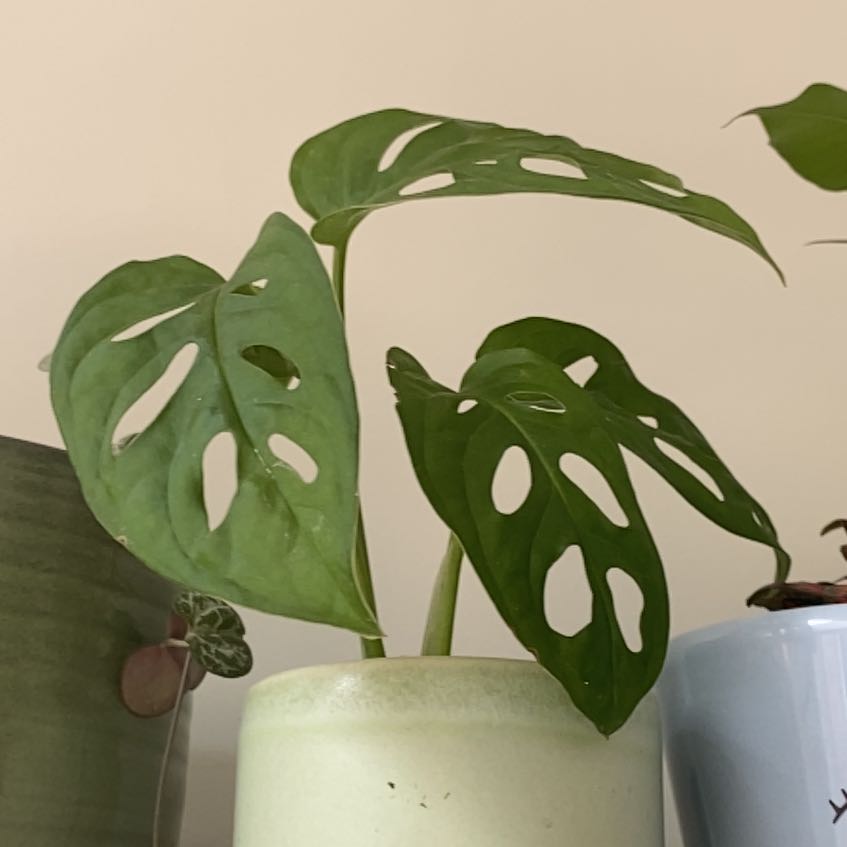 Photo of the plant species Monstera obliqua cf Pangui by @Greenbayplanter named Orion on Greg, the plant care app