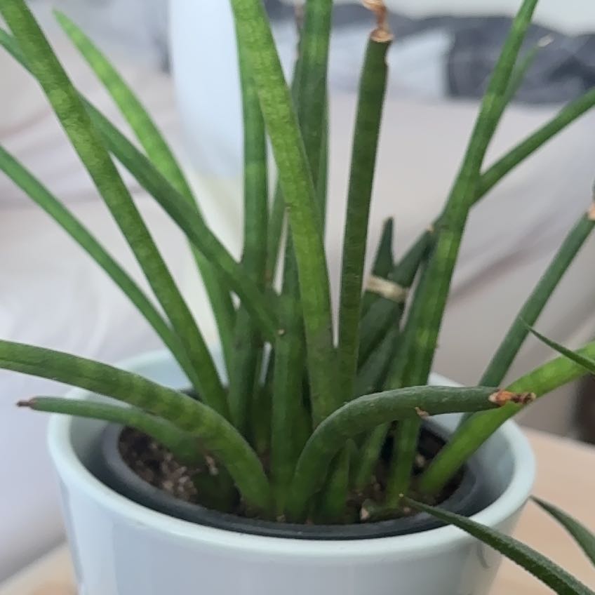 Photo of the plant species cylindrical snake plant by @TycoonTipa91 named Beyonce on Greg, the plant care app