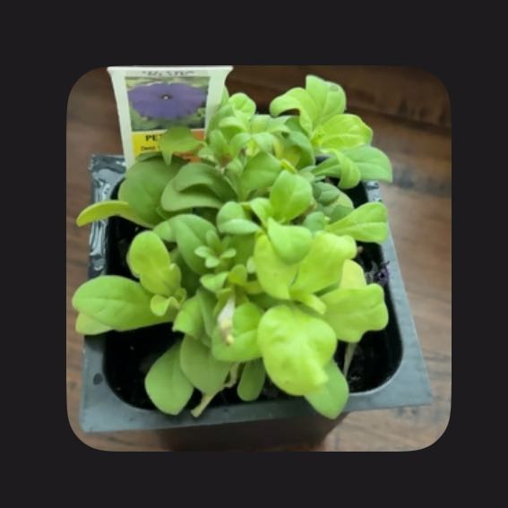 Photo of the plant species petunia by @ZealfulGardenia named Kylie on Greg, the plant care app