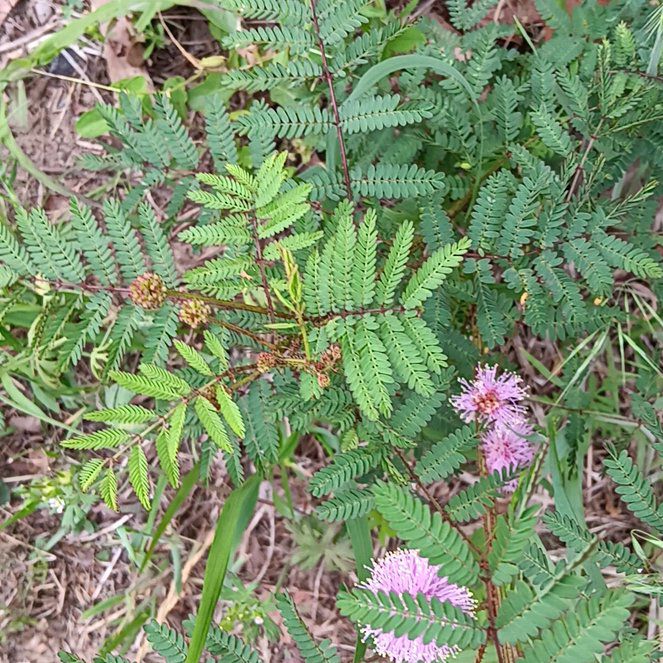 Photo of the plant species Florida Mimosa by @HardySilkyoak20 named Sproutacus on Greg, the plant care app