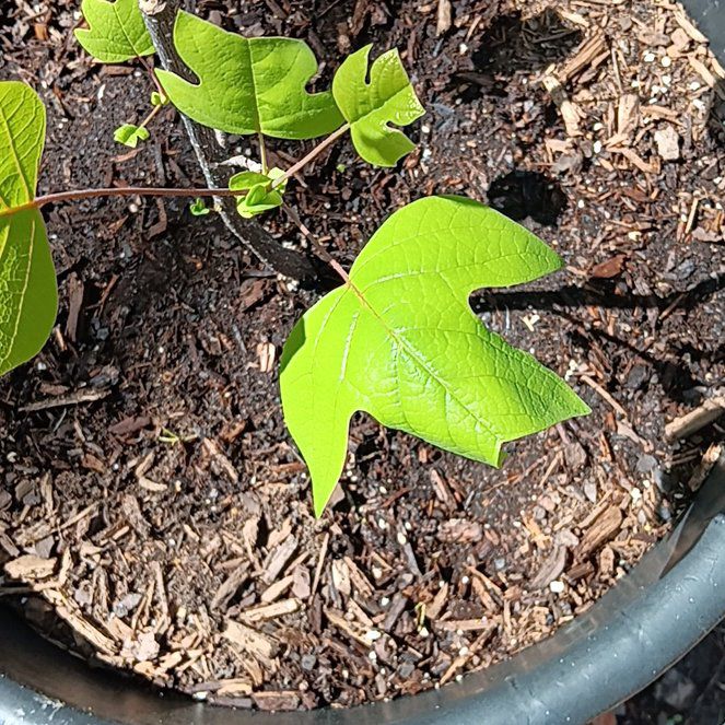 Photo of the plant species Tulip Poplar by @HardySilkyoak20 named Oscar on Greg, the plant care app