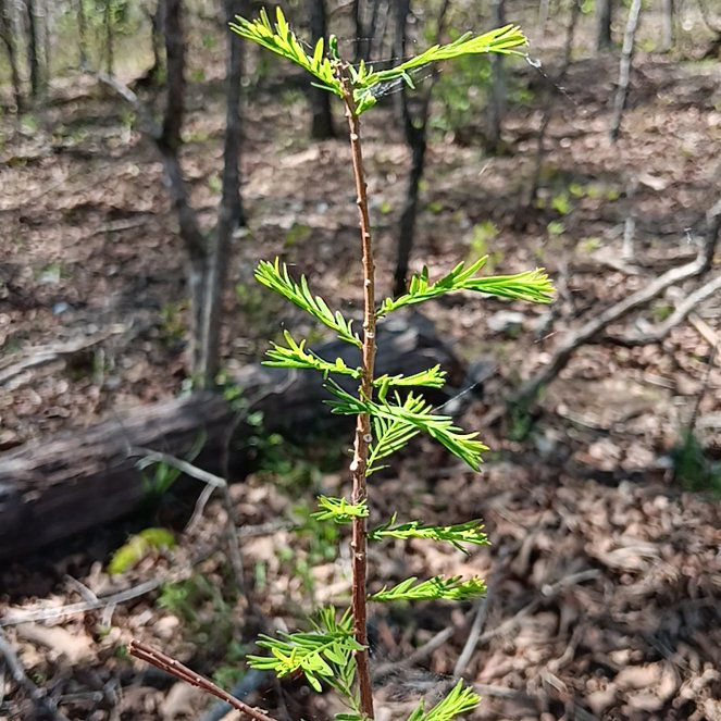 Photo of the plant species Bald Cypress by @HardySilkyoak20 named Cleopatra on Greg, the plant care app