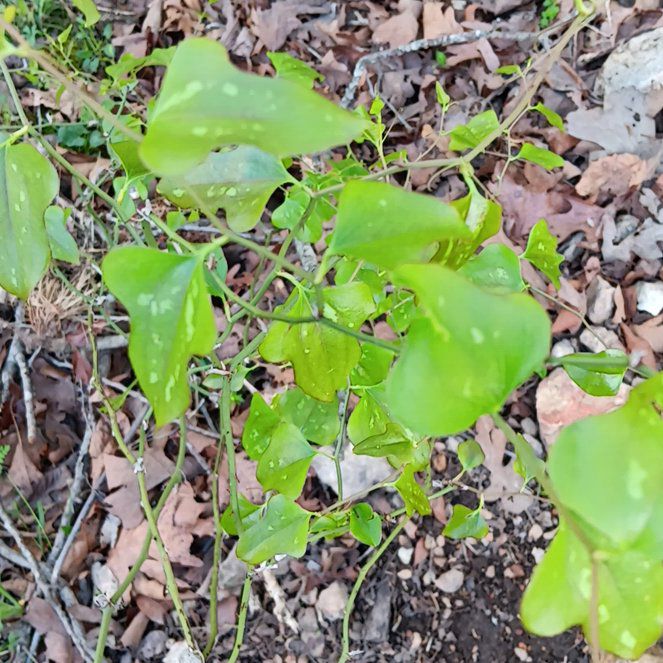 Photo of the plant species Cowvine by @HardySilkyoak20 named Harry on Greg, the plant care app