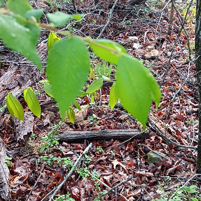 Photo of the plant species American Elm by @HardySilkyoak20 named Gregarious on Greg, the plant care app