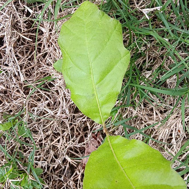 Photo of the plant species Black Oak by @HardySilkyoak20 named Sherlock on Greg, the plant care app