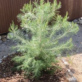 Photo of the plant species Afghan Pinetree by @ComradeBarley38 named Mando on Greg, the plant care app