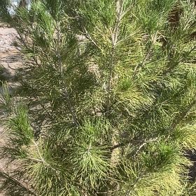 Plant care for Juniper Pine on Greg, the plant care app