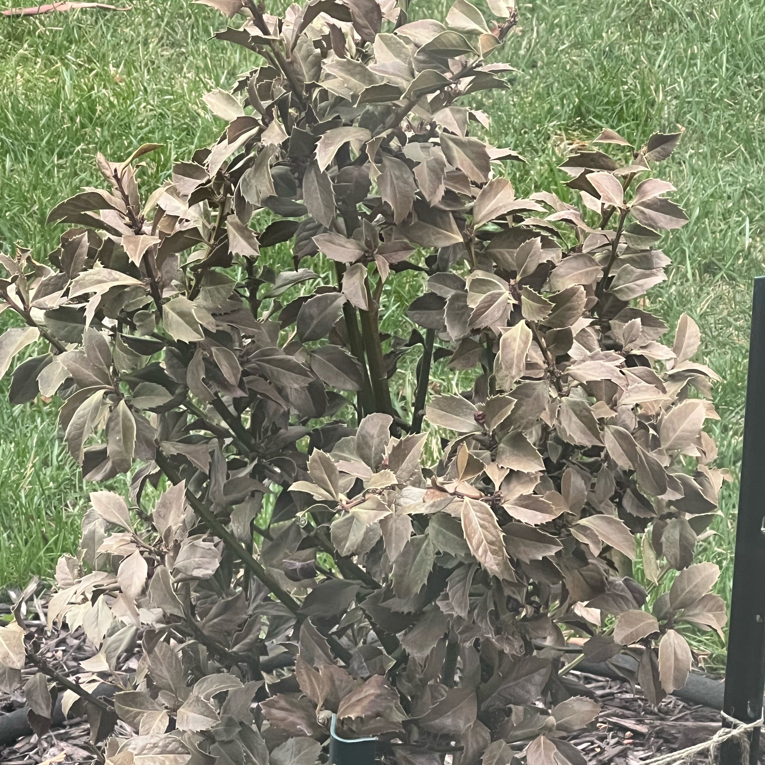 Plant care for American Holly 'Miss Courtney' on Greg, the plant care app