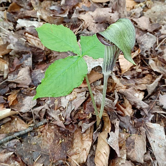 Photo of the plant species Jack in the Pulpit by @ToughSpanishelm named Fernie Mac on Greg, the plant care app