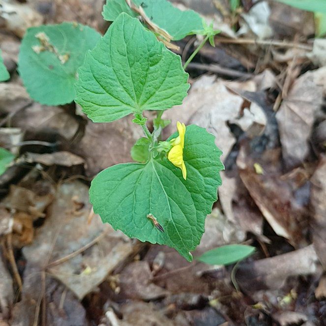 Photo of the plant species Smooth Yellow Violet by @ToughSpanishelm named Nithin on Greg, the plant care app