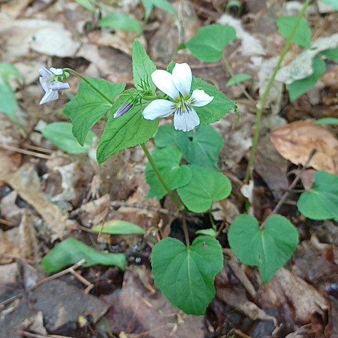Photo of the plant species Common Dog Violet by @ToughSpanishelm named da Vinci on Greg, the plant care app