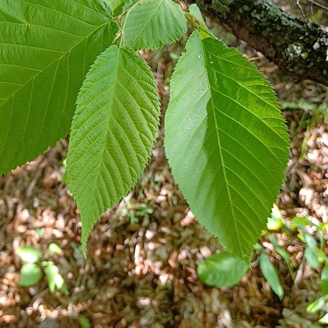 Photo of the plant species Japanese Flowering Cherry by @ToughSpanishelm named Mando on Greg, the plant care app