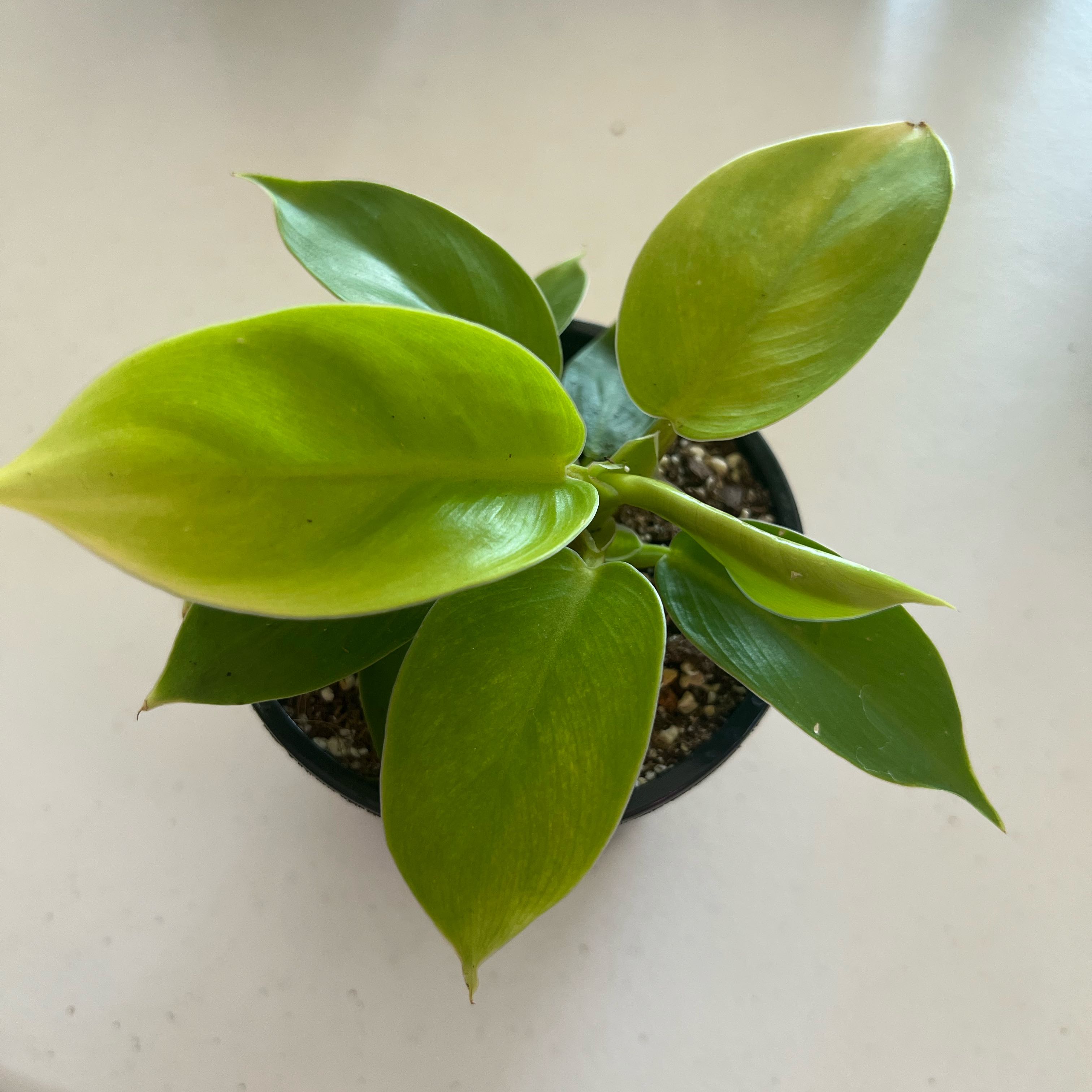 Photo of the plant species philodendron golden by @ashtreeforest named Philodendron imperial gold on Greg, the plant care app